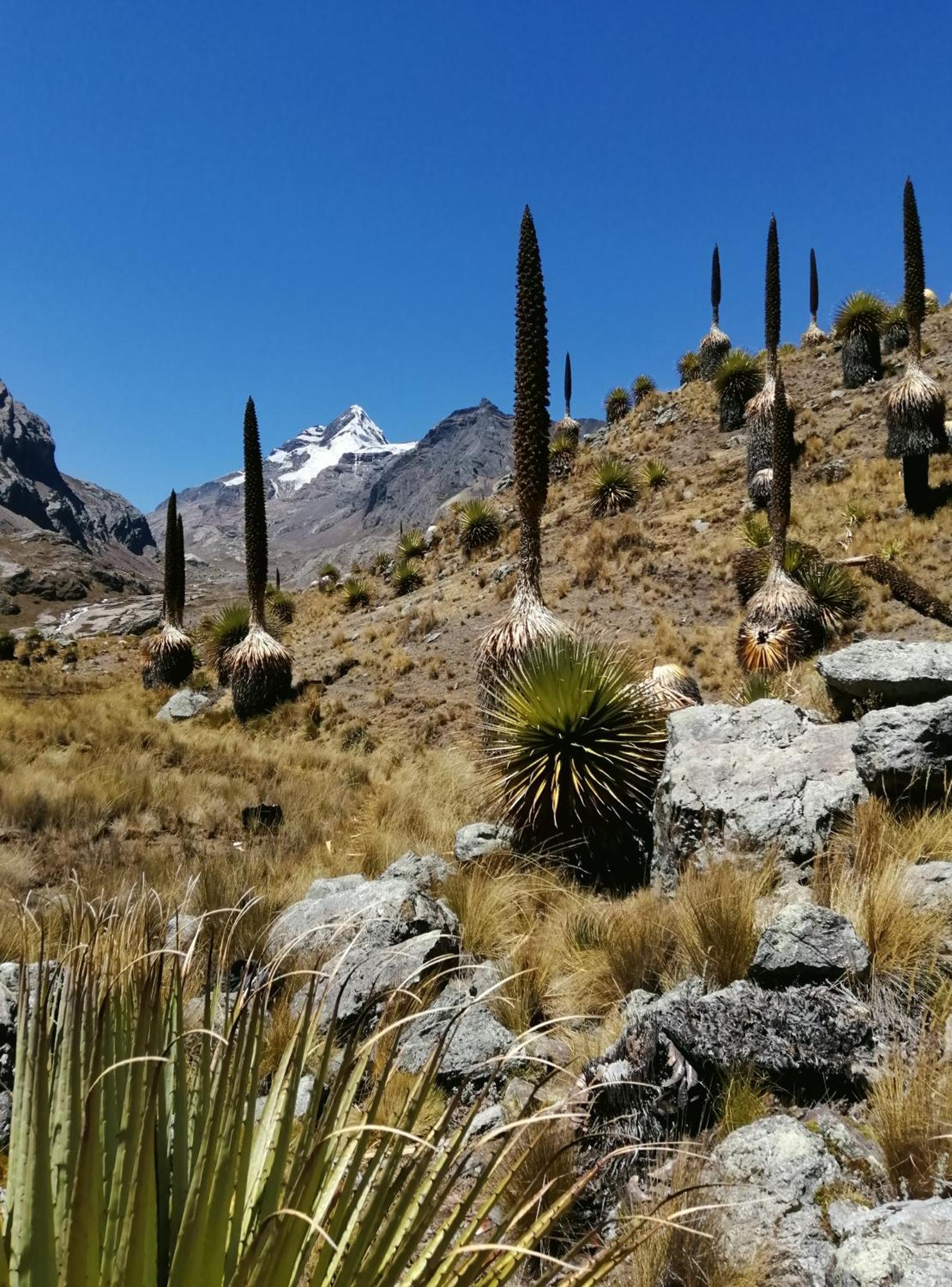 Amazing Huaraz Bed and Breakfast Eksteriør billede